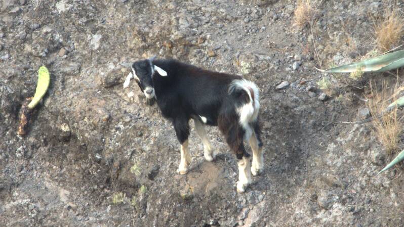 Chèvre sauvage des Canaries