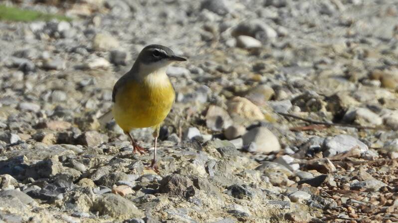 Bergeronnette des ruisseaux