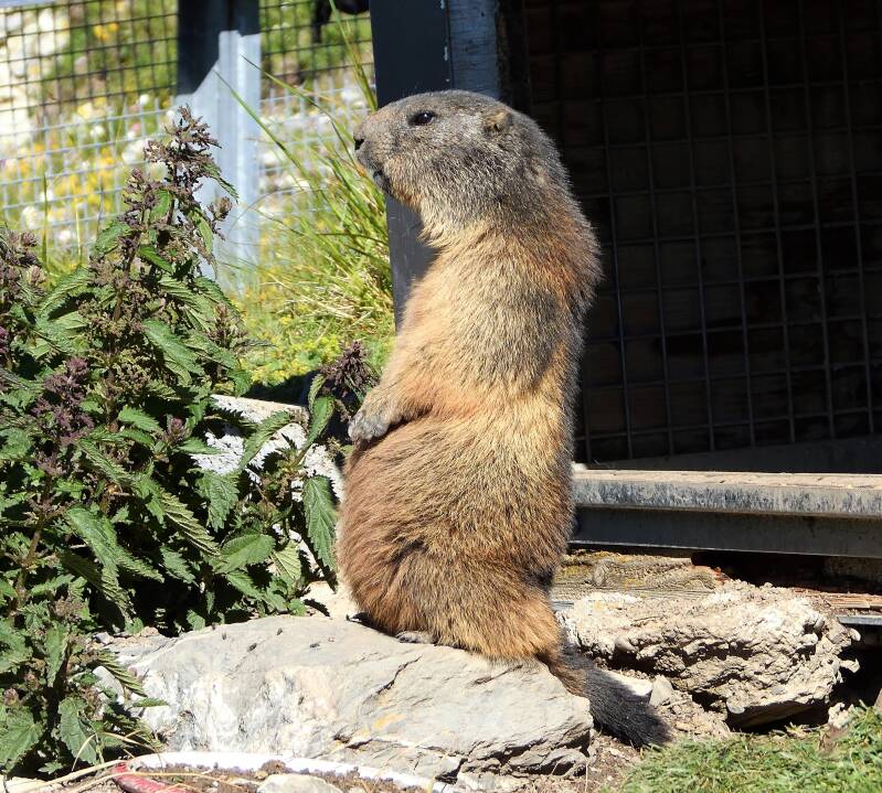 Marmotte