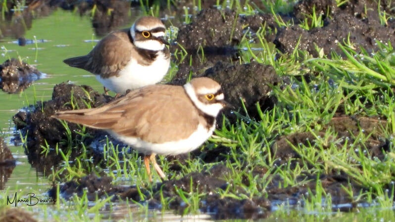 Pluvier petit-gravelot