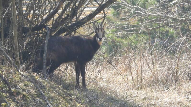 Chamois