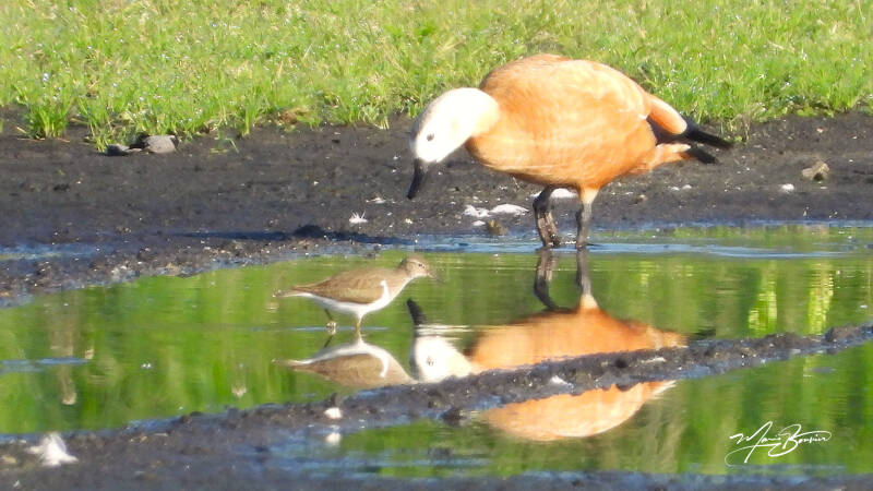Chevalier guignette et Tadorne casarca