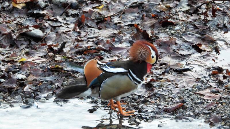 Canard mandarin