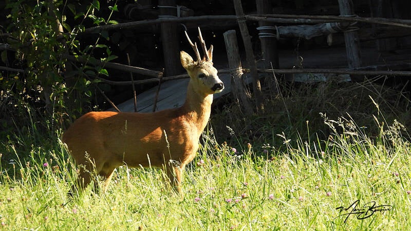 Le brocard (Chevreuil mâle)