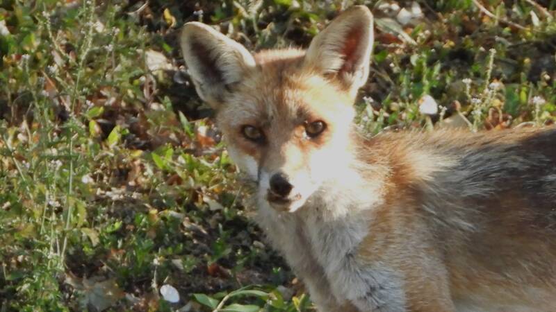 Renard