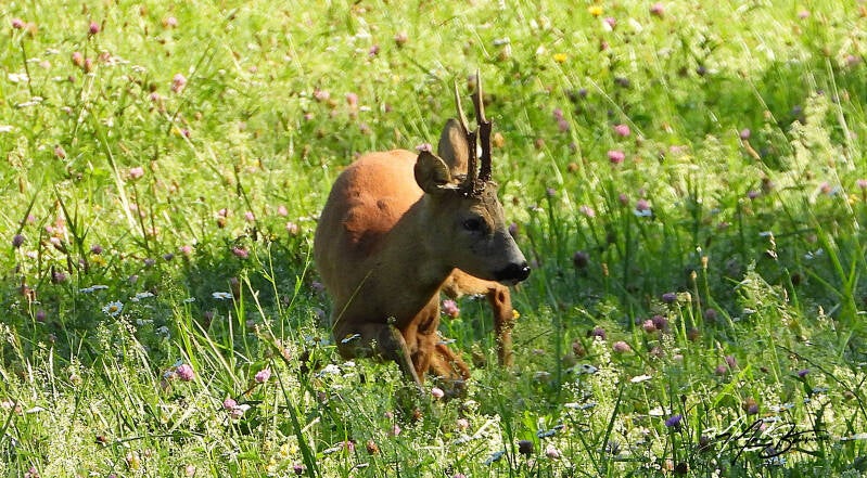 Le brocard (Chevreuil mâle)