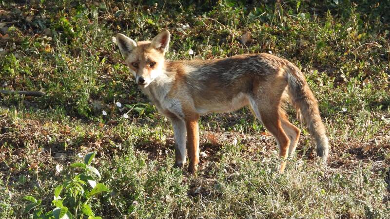 Renard