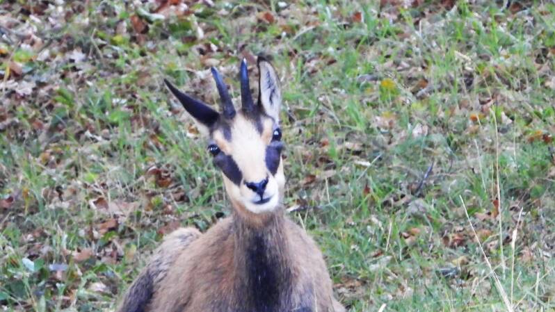 Chamois