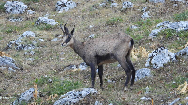 Chamois