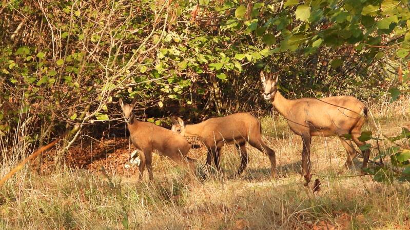 Chamois