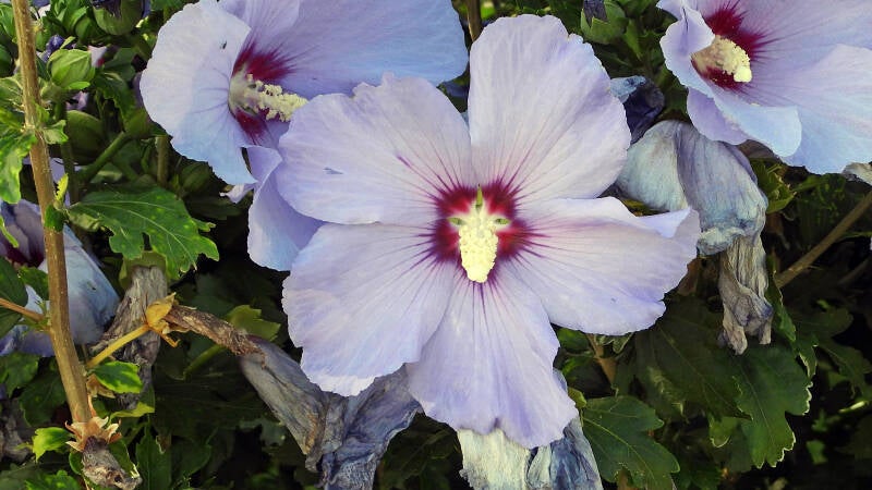 Hibiscus