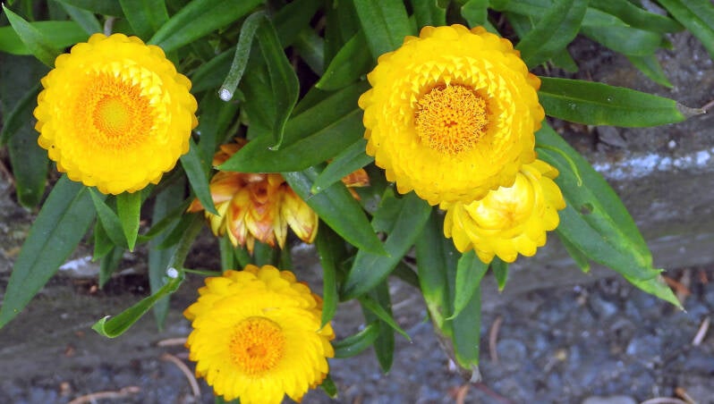 Immortelle à bractées