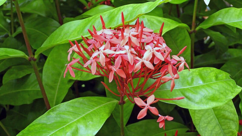 Ixora 