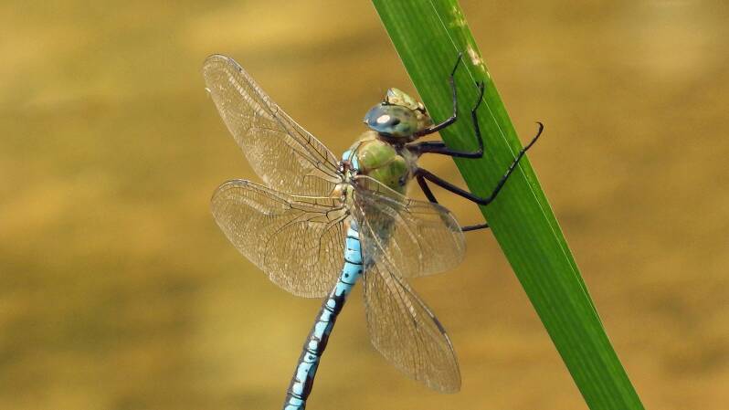 Anax empereur