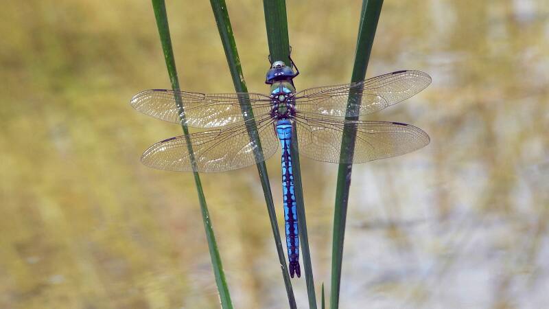 Anax empereur