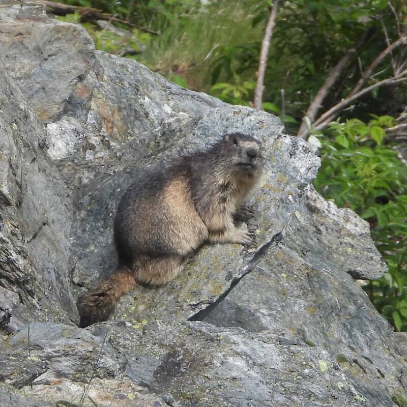 Marmotte