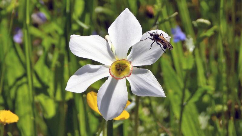 Narcisse des poètes