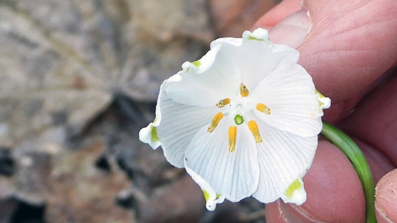 Nivéole de printemps