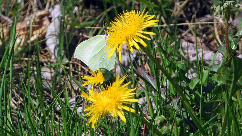 Papillon Citron