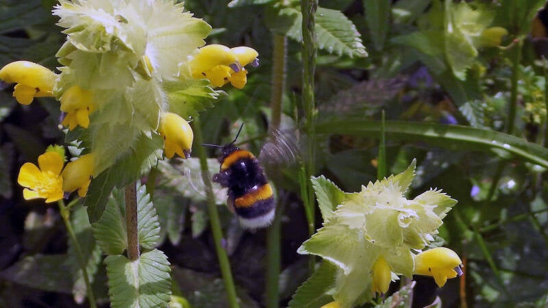 Rhinanthe crête de coq