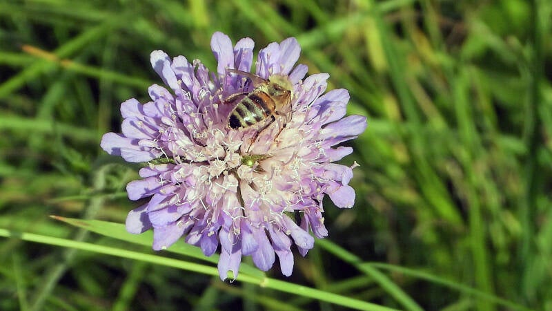 Scabieuse des champs