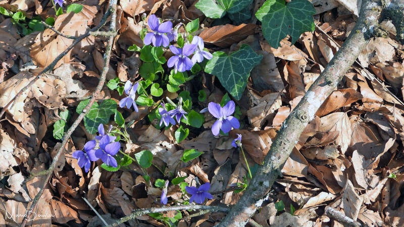 Violette des bois