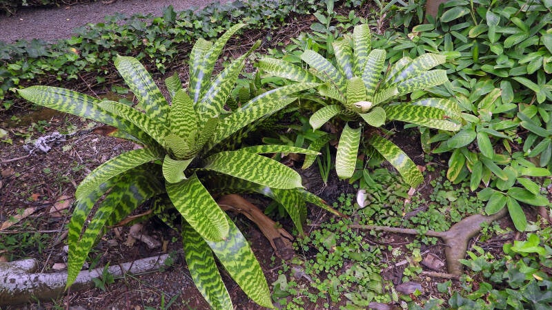 Vriesea