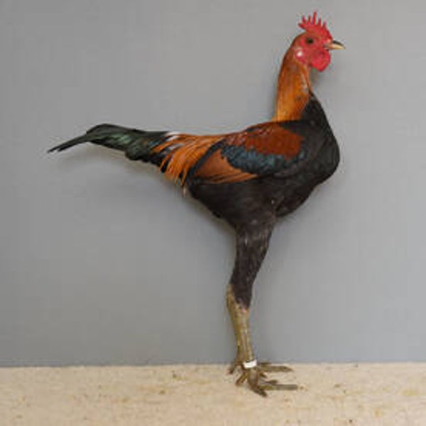 Hahn - Moderner Englischer Zwergkämpfer