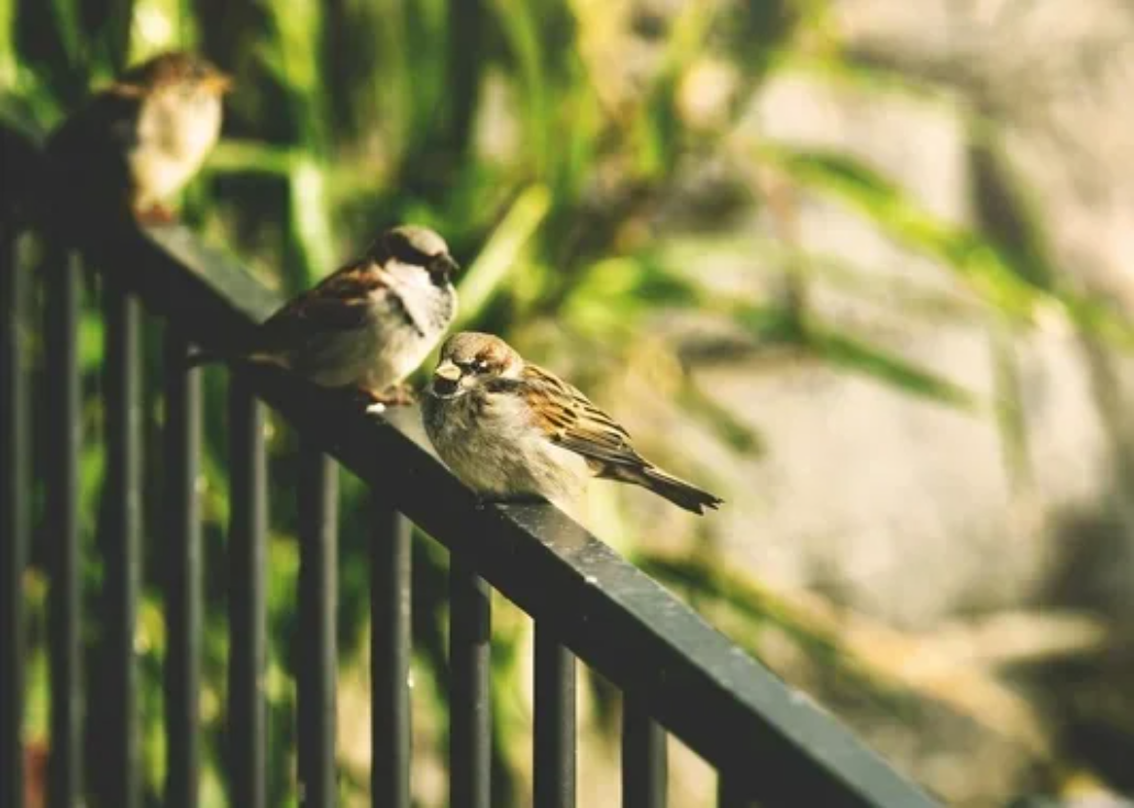Auralifters kunnen zich makkelijker vasthechten aan de zwakkere delen van het auraveld, waar ze zich kunnen voeden met de onregelmatige, chaotische energie die wordt veroorzaakt door de constante veranderingen in het energie- en emotionele systeem.
