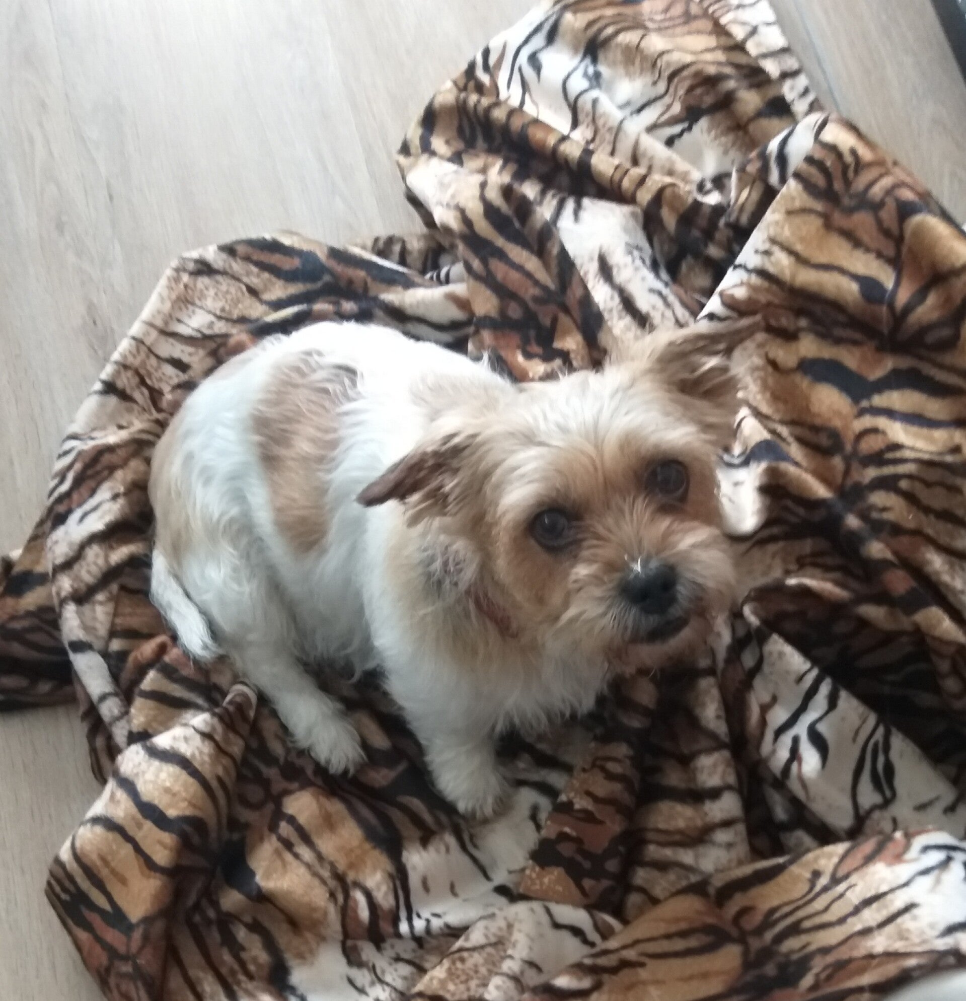 Hondje op en tijgerdekentje