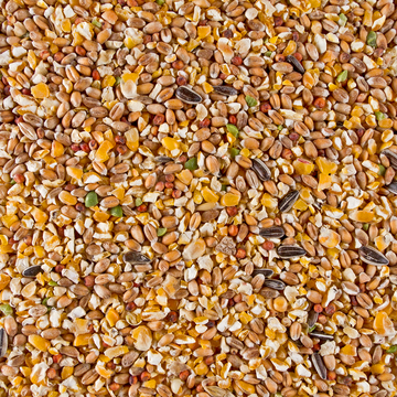 Junghühnermix - 20 kg