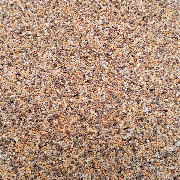 4688 - Zebrafinken Excellent