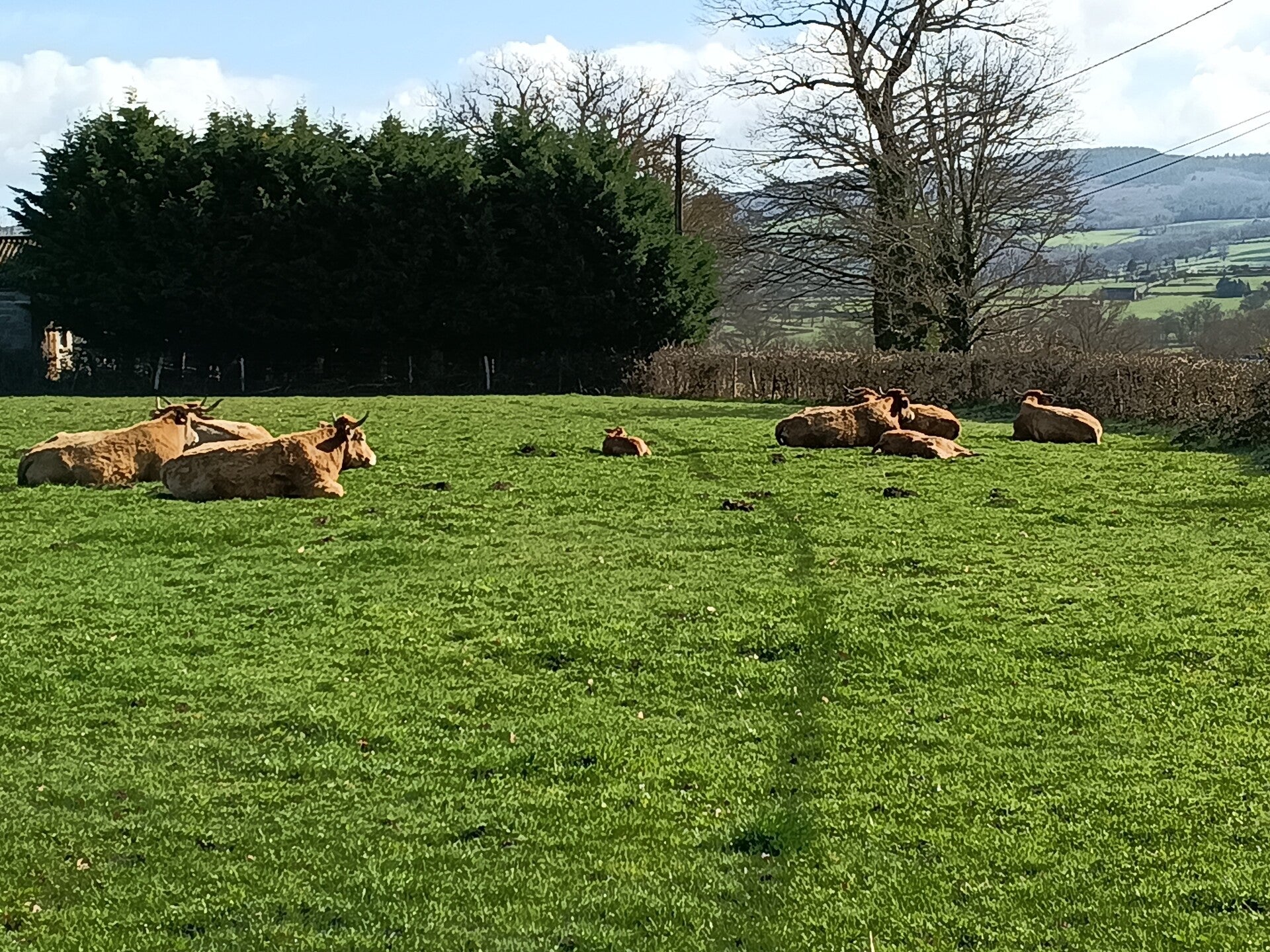 Koeie en hun klafjes naast de gite