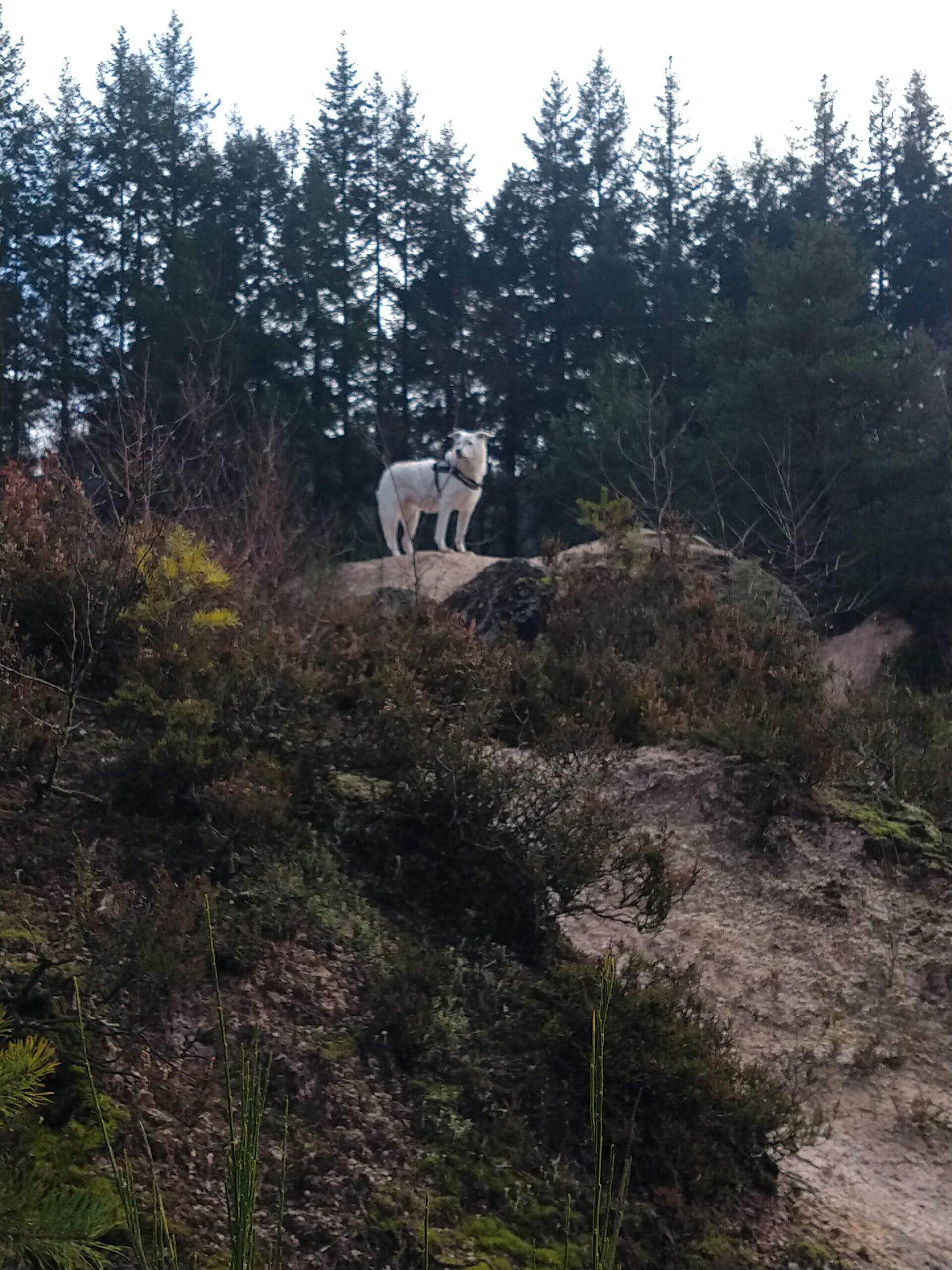 Wandelen met de hond