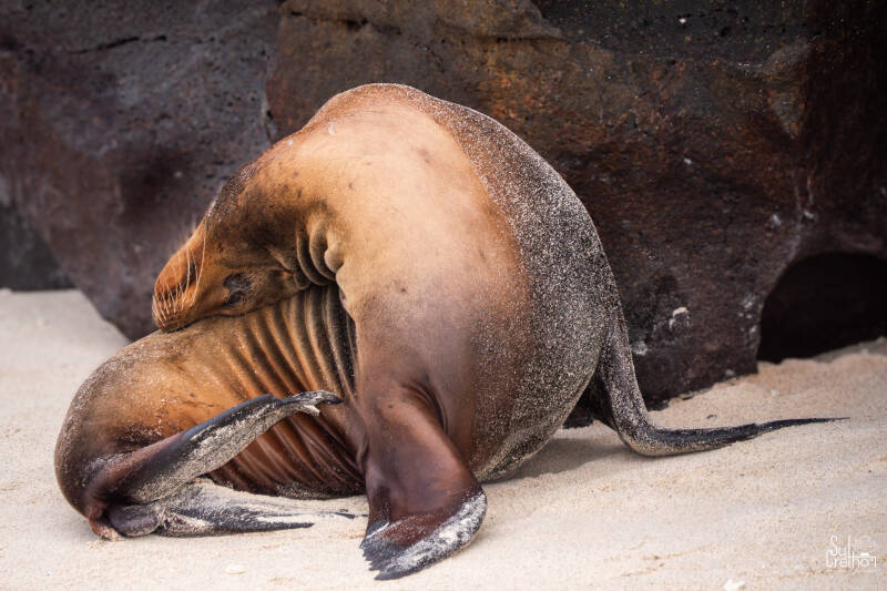Zeerob, galapagos
