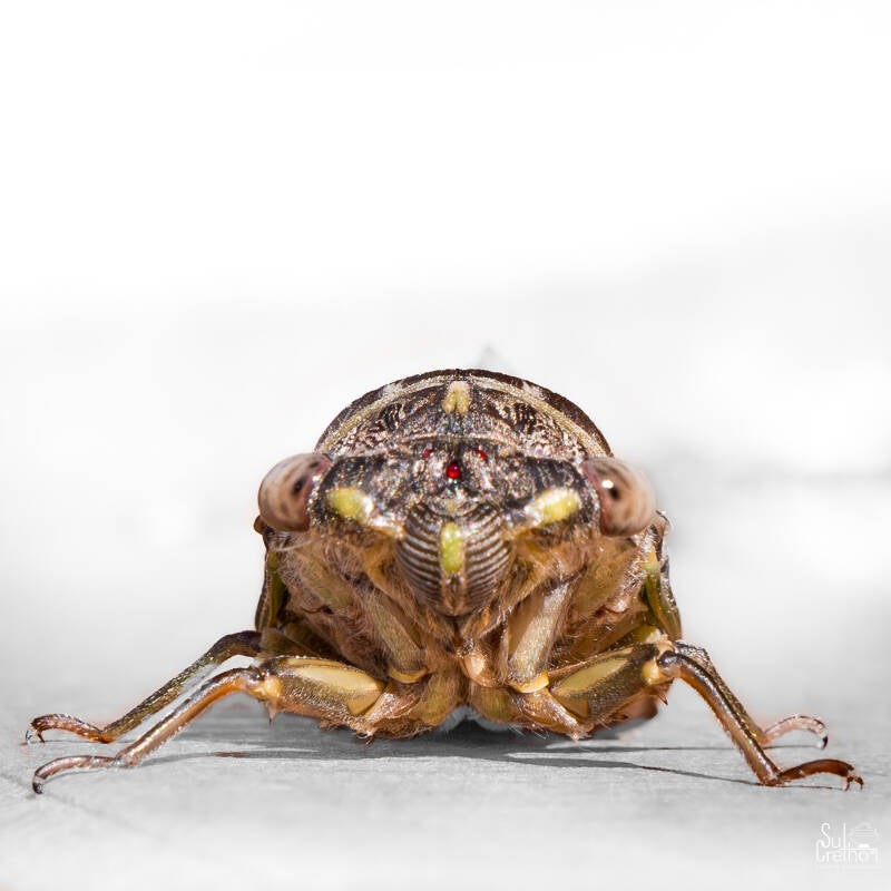 Cicade (Cigale)
