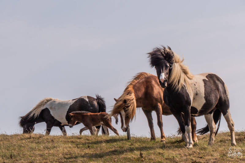 IJslandse paarden