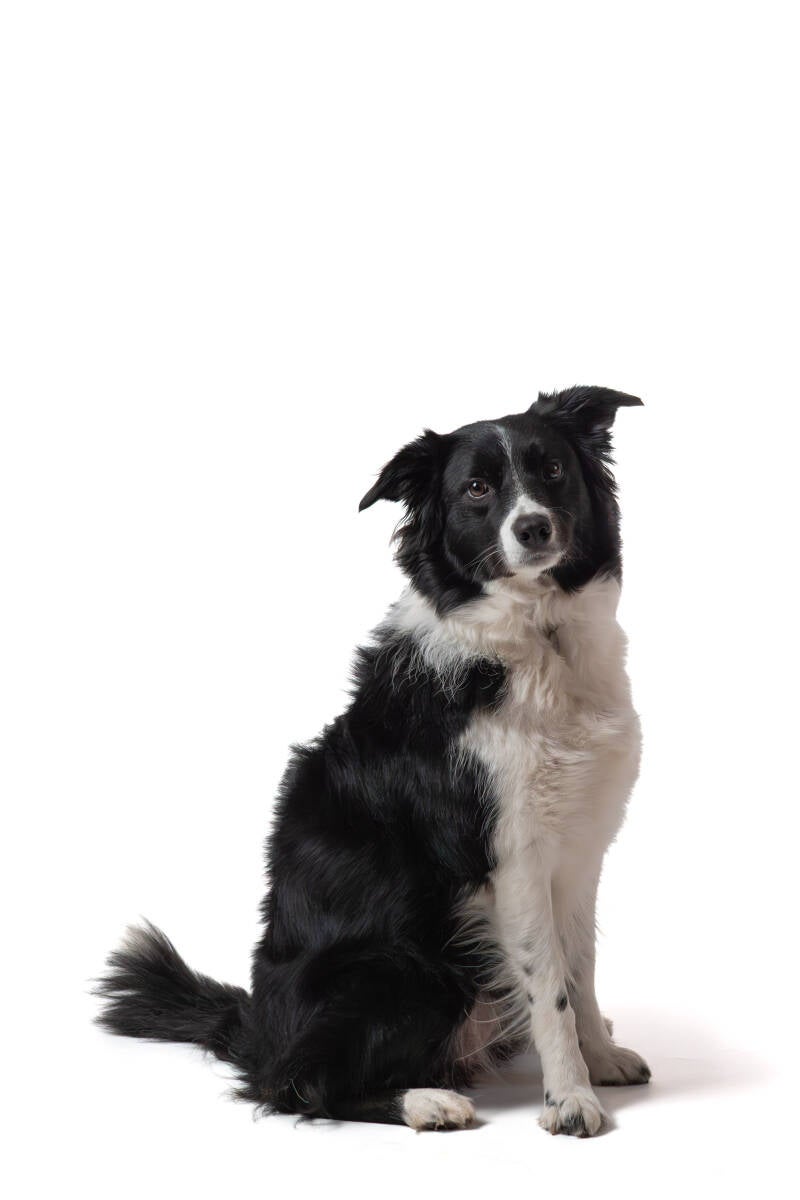 Studio portret Border Collie
