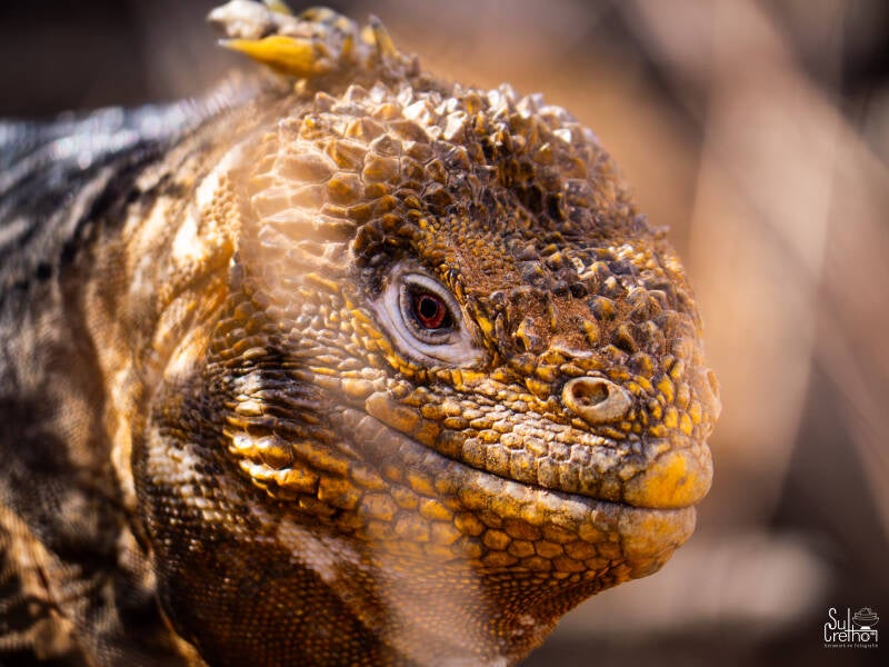 Galapagos leguaan