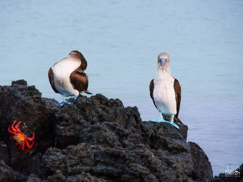 Blauwvoetgent, Galapagos