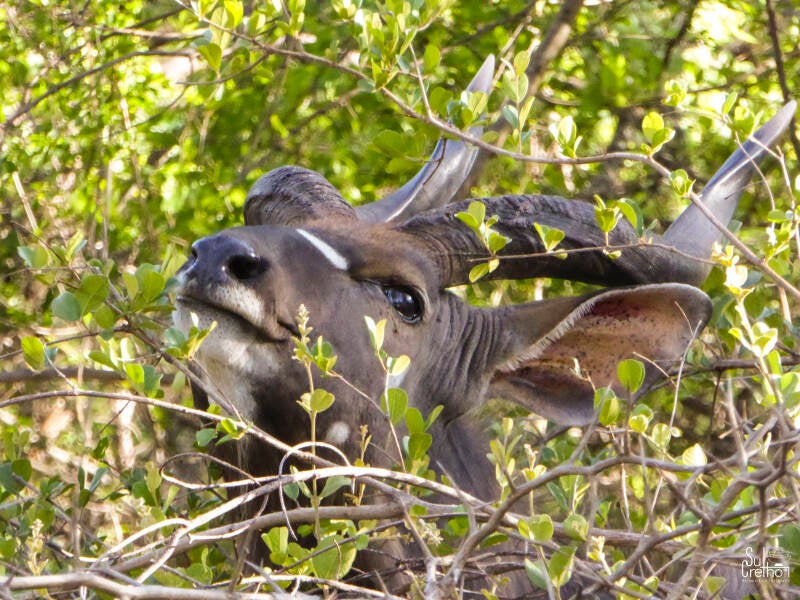 Grote Koedoe in Zuid-Afrika