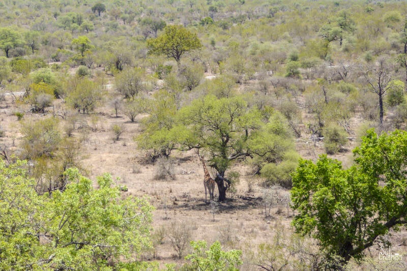 Savanne in Kruger National Park, Zuid-Afrika