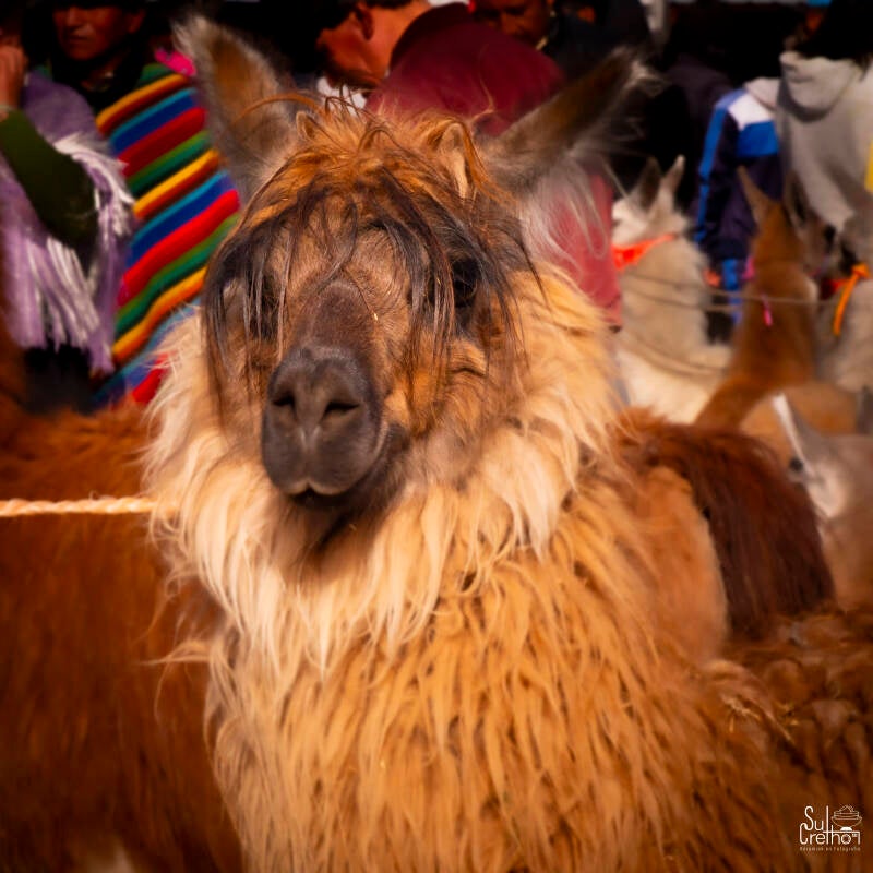Lama op een koopmarkt in Ecuador