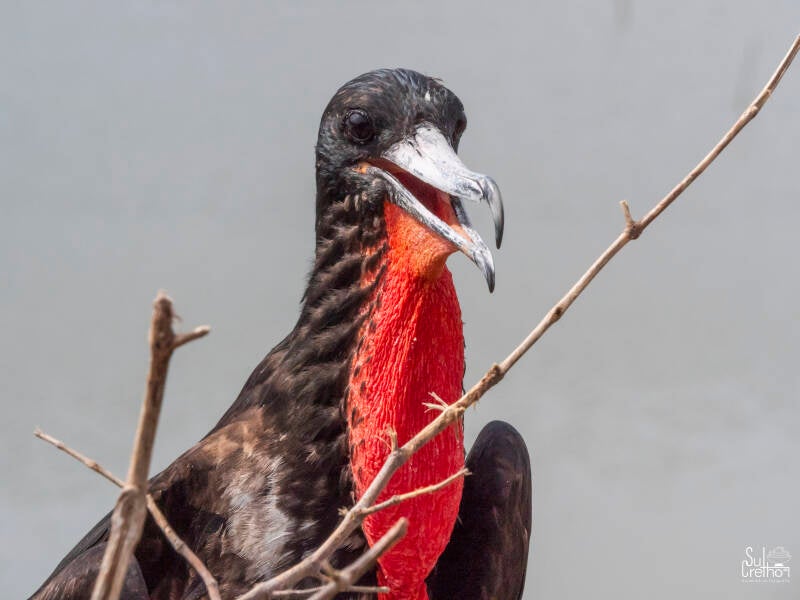 Fregatvogel, Ecuador