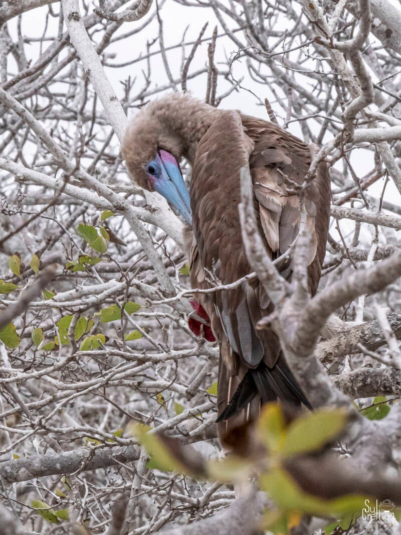 Roodpootgent, Galapagos