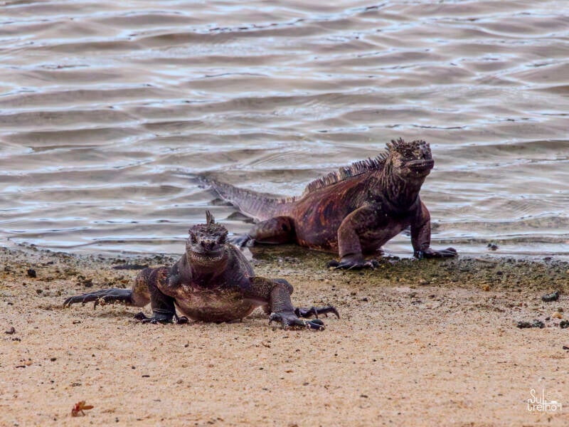 Zeeleguaan, Galapagos