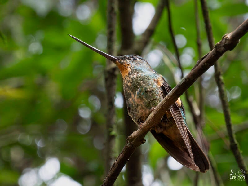 Geelbuikincakolibrie, Ecuador