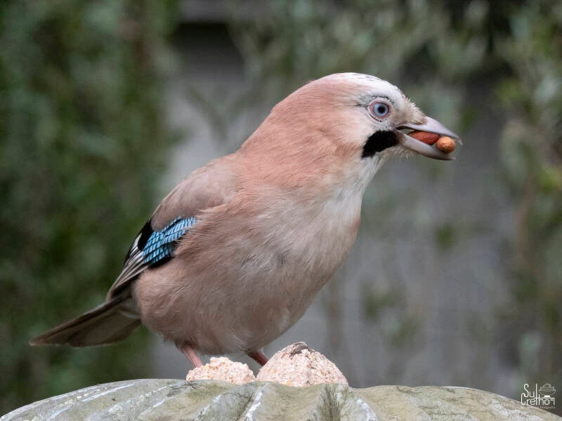 Vlaamse gaai (Hamse Wuiten)