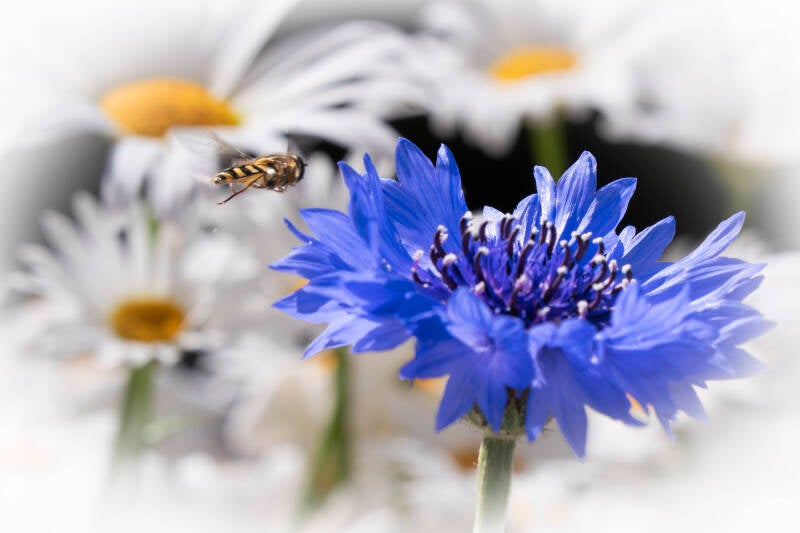 portfolio-sucretho-fotografie-19-standard.jpg