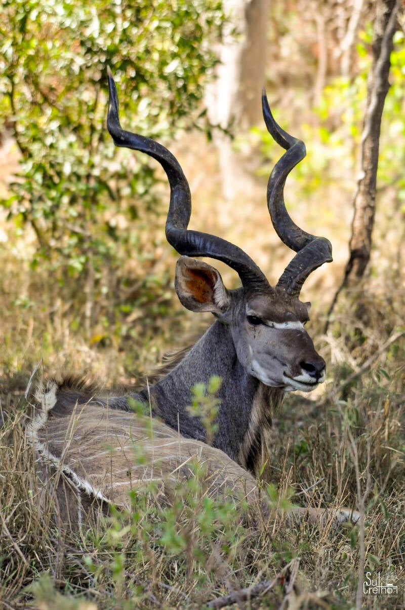 Mannelijke grote koedoe
